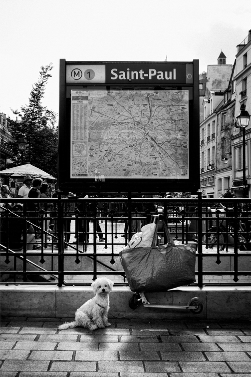 Le petit chien blanc de la station Saint Paul