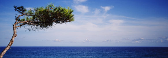 L’arbre qui contemple la mer