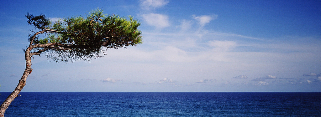 L'arbre qui contemple la mer