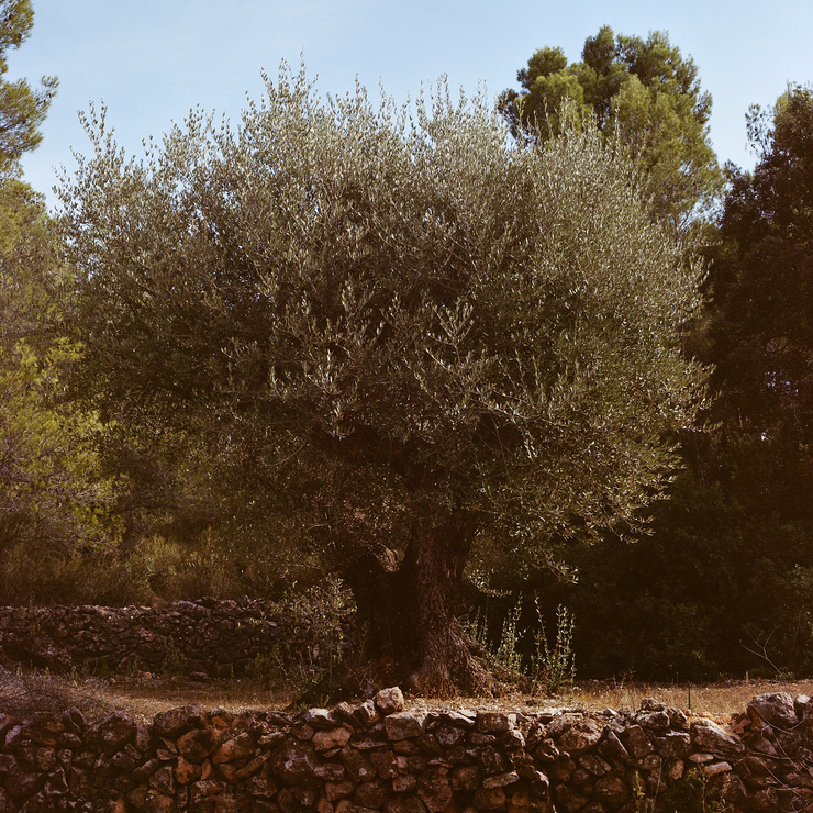 Le pays des oliviers