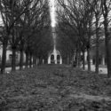 Les feuilles mortes du jardin du Palais Royal