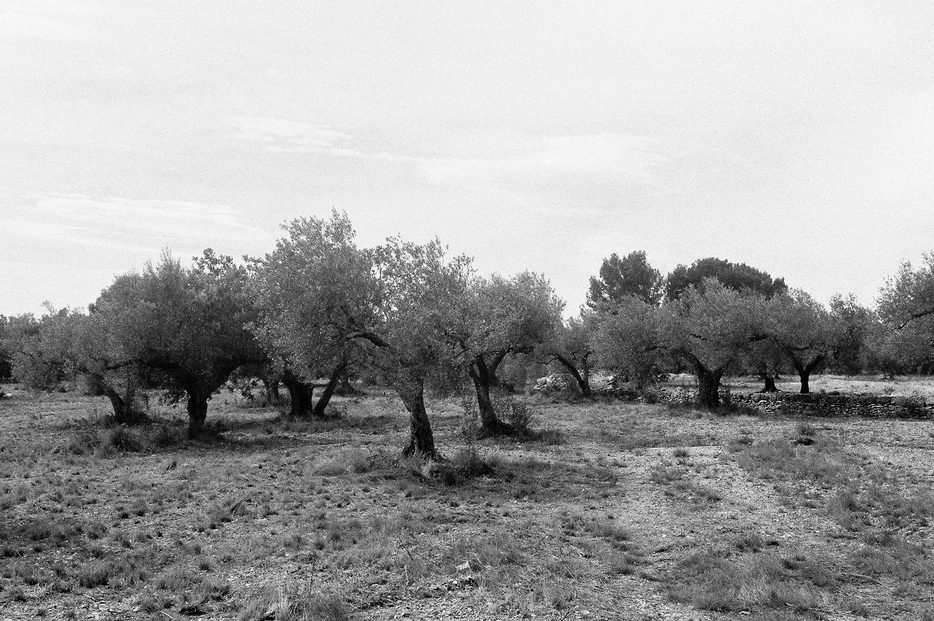 Le temps des oliviers