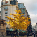 L’arbre qui illustre l’automne